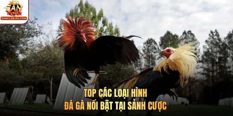 Top các loại hình đá gà nổi bật tại sảnh cược 