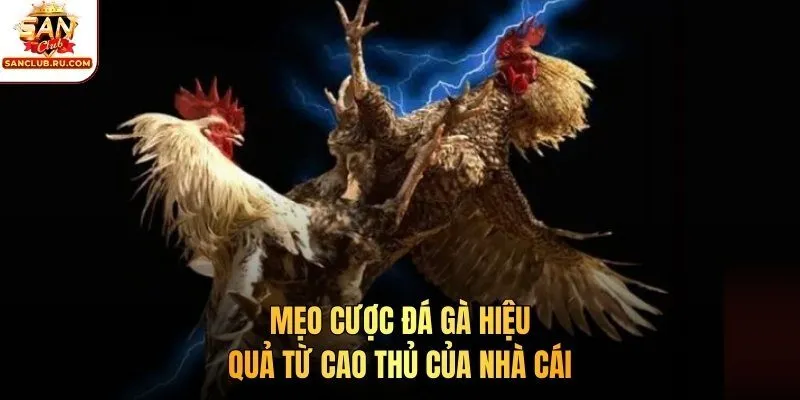 Mẹo cược đá gà hiệu quả từ cao thủ của nhà cái 